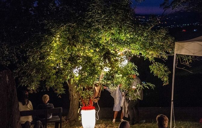 Leuchtender Weinberg - Bild 43_42