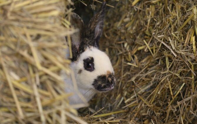 Hase Tier Streichelzoo Heu Stall Hasen_0