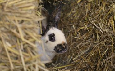 Hase Tier Streichelzoo Heu Stall Hasen_0