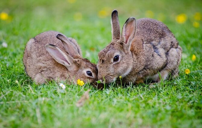 european-rabbits-1006621_960_720_0