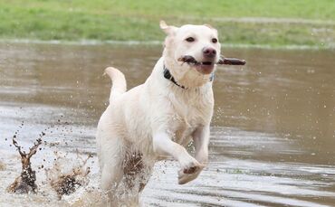 TITEL 4Sp Hochwasser Talaue Waiblingen