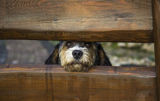 Hund Symbol symbolbild symbolfoto