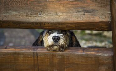 Hund Symbol symbolbild symbolfoto
