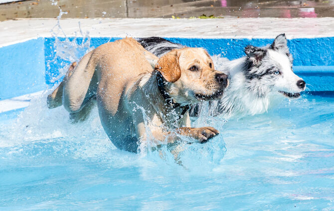 6. Hundebadetag in Buhlbronn_0