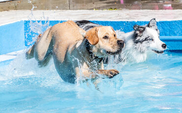 6. Hundebadetag in Buhlbronn_0
