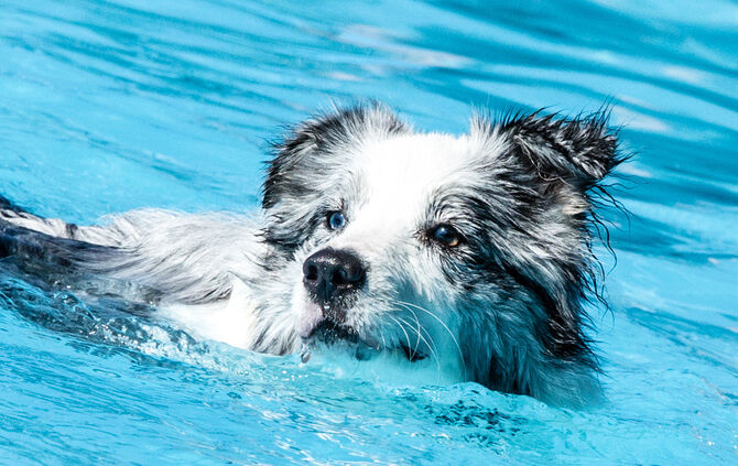 6. Hundebadetag in Buhlbronn_1