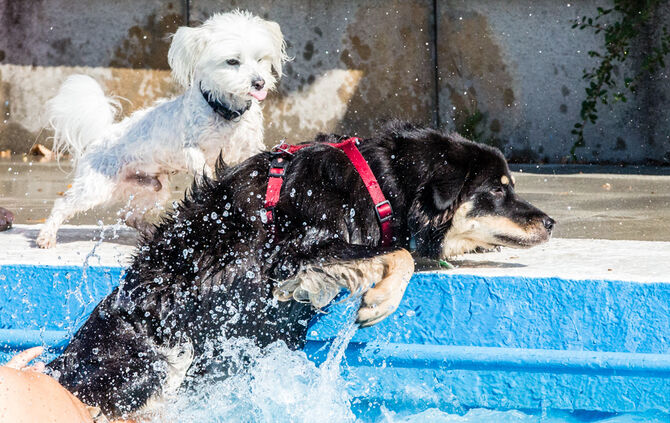 6. Hundebadetag in Buhlbronn_3