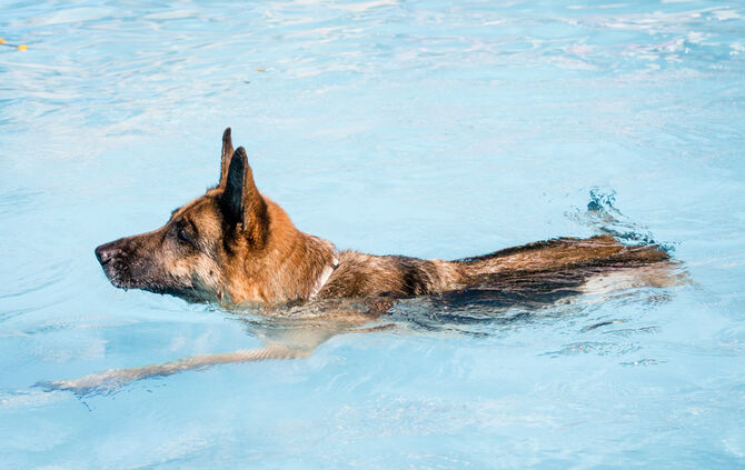 6. Hundebadetag in Buhlbronn_5
