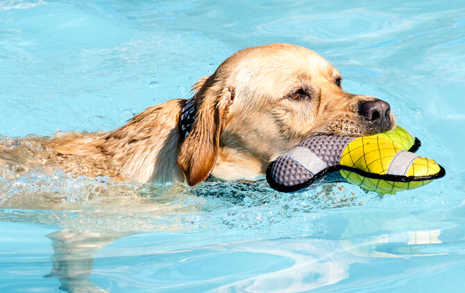 6. Hundebadetag in Buhlbronn_7