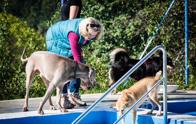 6. Hundebadetag in Buhlbronn_8