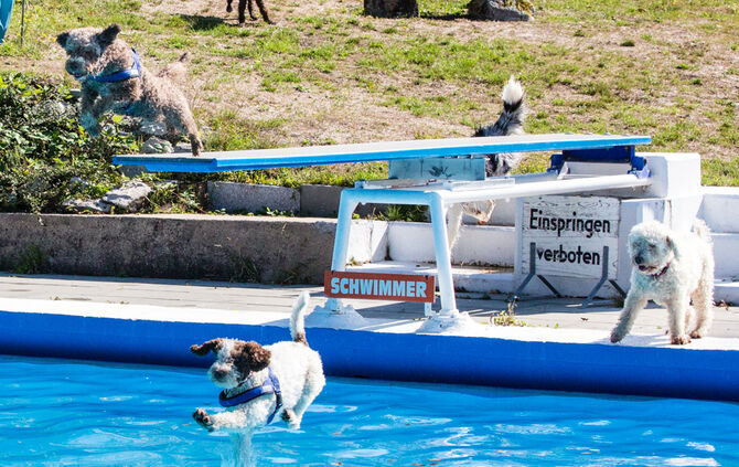 6. Hundebadetag in Buhlbronn_9