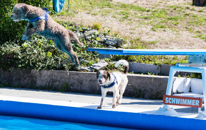 6. Hundebadetag in Buhlbronn_11