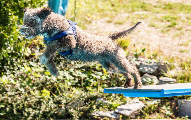 6. Hundebadetag in Buhlbronn_12