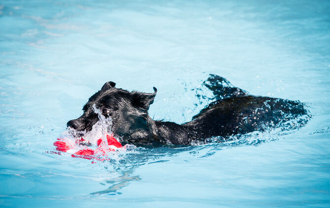 6. Hundebadetag in Buhlbronn_13