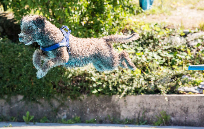 6. Hundebadetag in Buhlbronn_14
