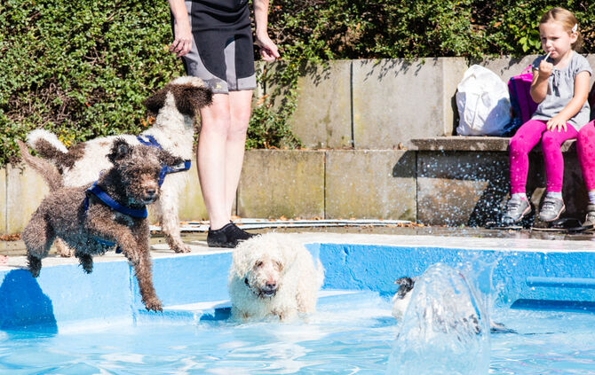 6. Hundebadetag in Buhlbronn_17