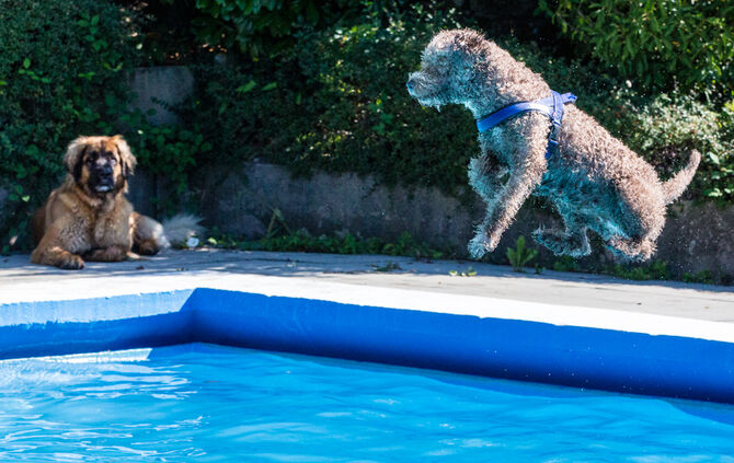 6. Hundebadetag in Buhlbronn_18