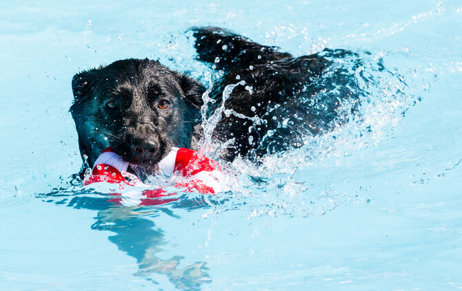6. Hundebadetag in Buhlbronn_20