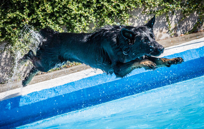 6. Hundebadetag in Buhlbronn_21