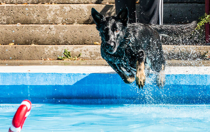 6. Hundebadetag in Buhlbronn_22