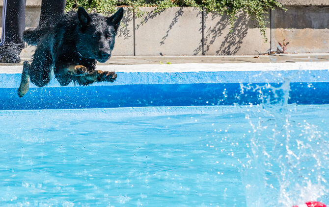 6. Hundebadetag in Buhlbronn_24