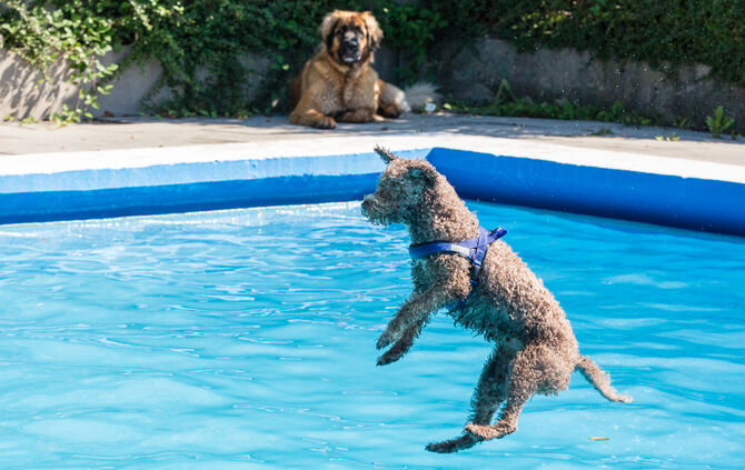 6. Hundebadetag in Buhlbronn_28