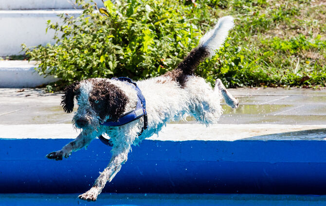 6. Hundebadetag in Buhlbronn_33