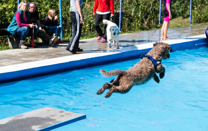 6. Hundebadetag in Buhlbronn_35