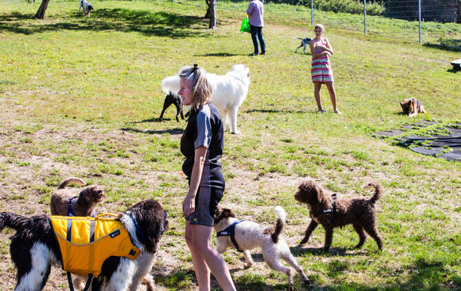 6. Hundebadetag in Buhlbronn_36
