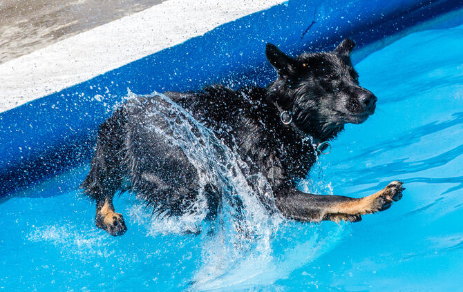 6. Hundebadetag in Buhlbronn_37