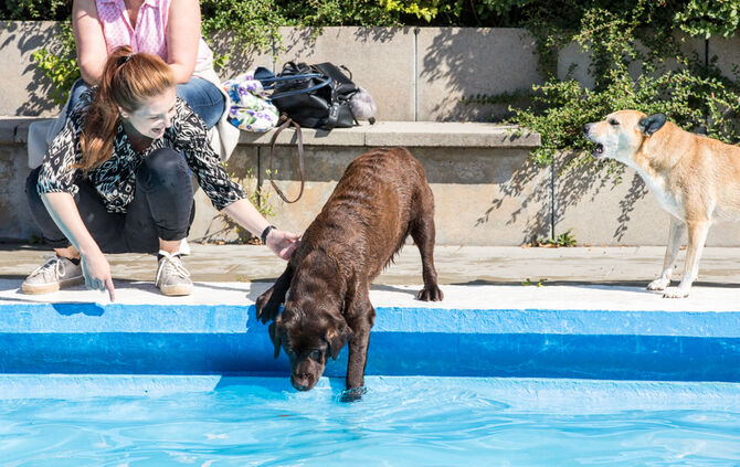 6. Hundebadetag in Buhlbronn_43
