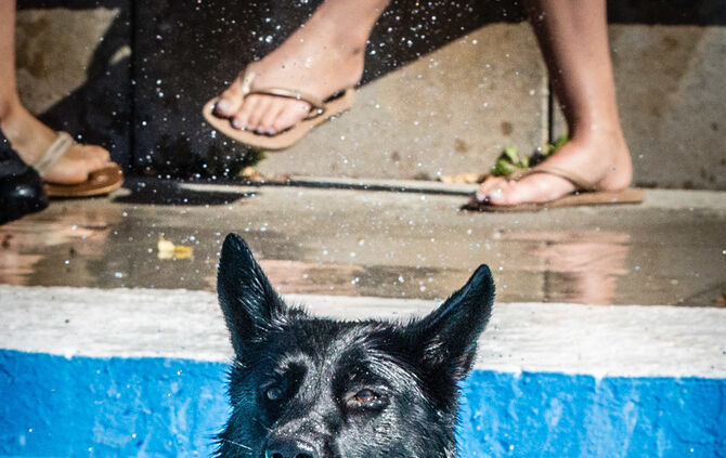 6. Hundebadetag in Buhlbronn_52