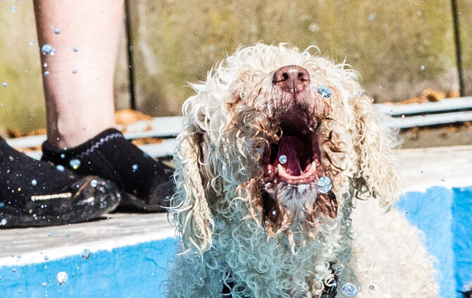 6. Hundebadetag in Buhlbronn_53