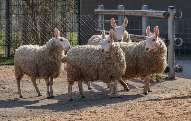 Wilhelma Stuttgart: Vier Border-Leicester-Schafe für den Schaubauernhof ...
