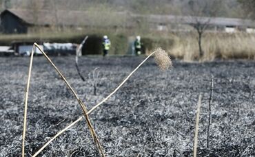 Flächenbrand höfen
