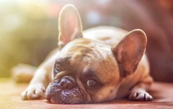 Hund Symbol Mops Symbolbild