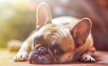 Hund Symbol Mops Symbolbild