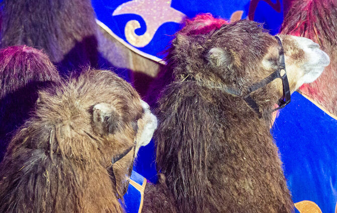 Premiere Weihnachtscirkus - Bild 25_38