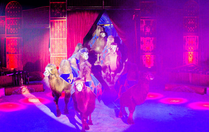 Premiere Weihnachtscirkus - Bild 21_42