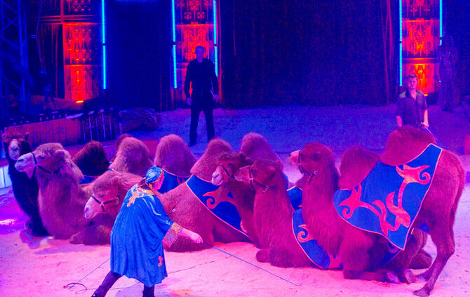 Premiere Weihnachtscirkus - Bild 14_49