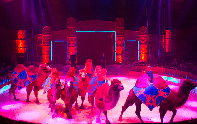 Premiere Weihnachtscirkus - Bild 08_55