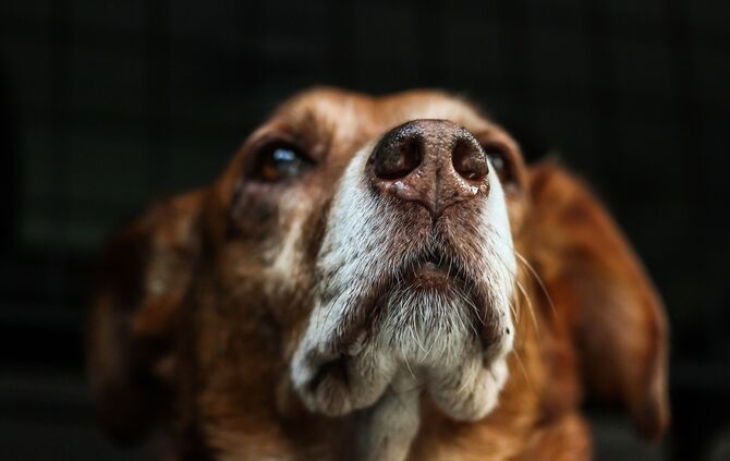 Mischling Symbolbild_0