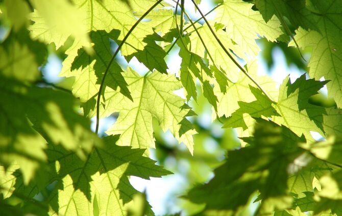 Symbolbild Baum Blätter_0