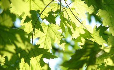 Symbolbild Baum Blätter_0