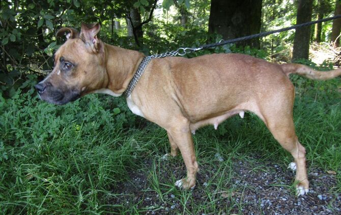 Sulzbach an der Murr: Hündin an Baum angebunden und ausgesetzt - Polizei bittet um Hinweise aus der Bevölkerung_0