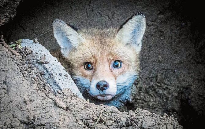 Fuchs schaut aus dem Rohr - Hund aus Entwaesserungsrohr befreit, Waiblingen-Bittenfeld, Rems-Murr-Kreis, Ba.-Wue., 04.05.2017.