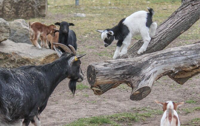 KW_15c_Kindersegen_auf_dem_Schaubauernhof_12.04.2017_Bild_2_0