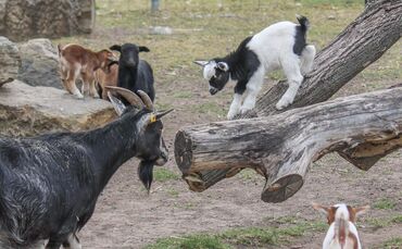 KW_15c_Kindersegen_auf_dem_Schaubauernhof_12.04.2017_Bild_2_0