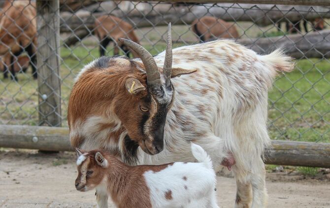 KW_15c_Kindersegen_auf_dem_Schaubauernhof_12.04.2017_Bild_1_1