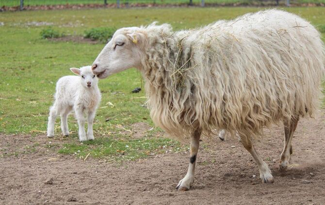 KW_15c_Kindersegen_auf_dem_Schaubauernhof_12.04.2017_Bild_3_2